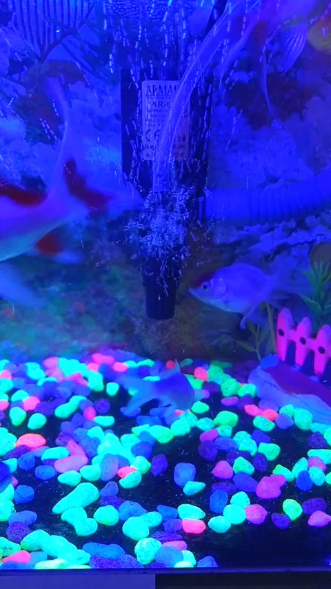 The beauty of bubbles in the aquarium Video stock 210836288