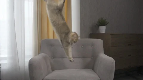 Beauty cat Falling Down slow motion 스톡 동영상 91684901