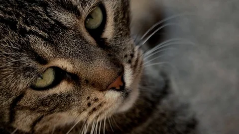 Beauty cat Stock Footage 78914259