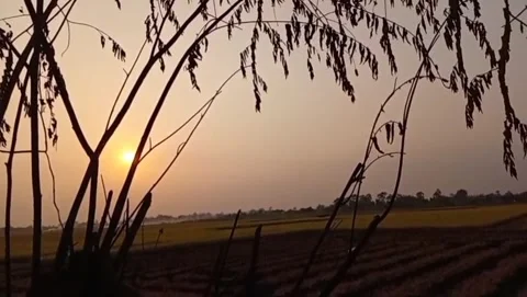 The beauty of the cherry tree at dusk. Stock Footage 341332072