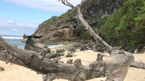 The beauty of the coast with old tree trunks 動画素材 221606011