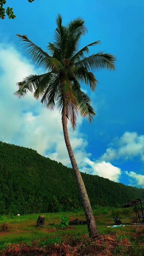 The beauty of coconut tree plants Stock Footage 300680287