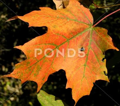 Beauty of colours Stock Photos