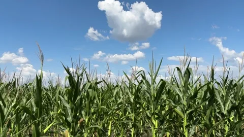 Beauty of corn plants under the sun, Blue sky meeting the field s horizon, A Stock Footage 314684401