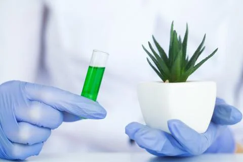 Beauty cosmetics sciences, Formulating and mixing skincare with herbal essence Stock Photos