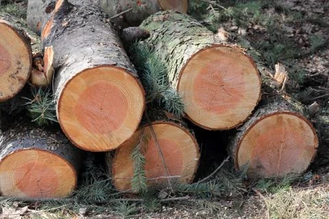 The beauty of cut down trees Stock Photos