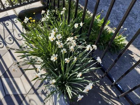 Beauty of Daffodils Stock Photos
