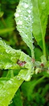 Beauty dew Stock Photos
