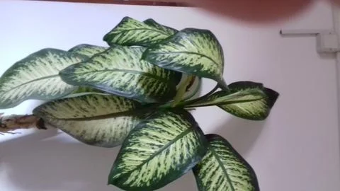 Beauty of Diffenbachia Stock Photos