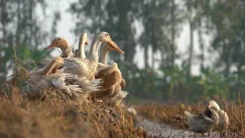 Beauty of the Duck Stock Footage 167762840
