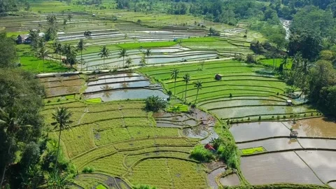 The beauty of the expanse of rice fields Stock Footage 242386012