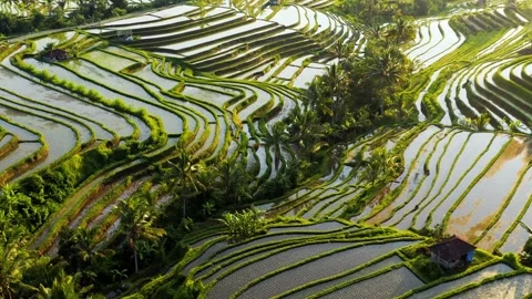 The beauty of the fields from above Stock Footage 244545353