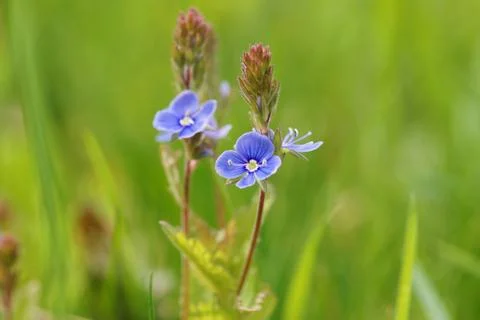 The beauty of the fields. Stock Photos