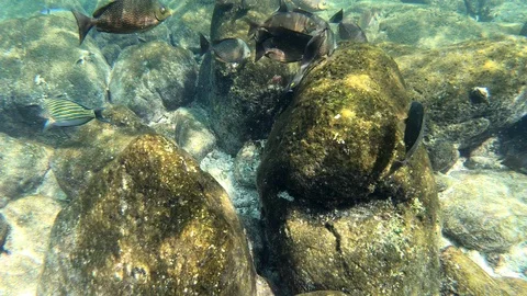 Beauty fish in sea Stock Footage 108451453