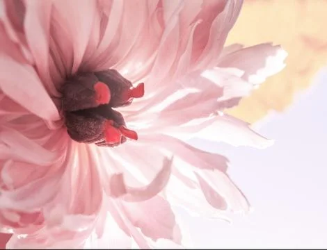 Beauty Flower Background Stock Photos