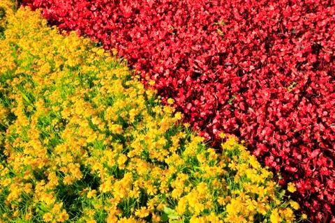 The beauty of the flower bed Stock Photos