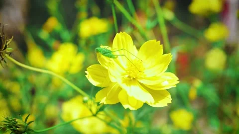 The beauty flower Video stock 197050210