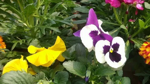 Beauty of Flowers Stock Footage 126573233