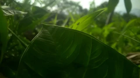 Beauty Stock Footage 169463392