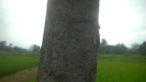 Beauty Stock Footage 169492744