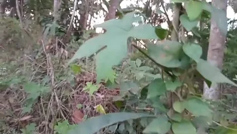The beauty of the forest with wild bitter melon. Stock Footage 340019065