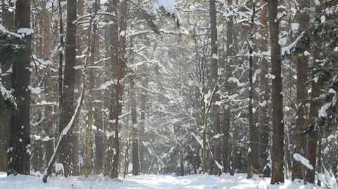 Beauty forest in winter Stock Footage 10803934