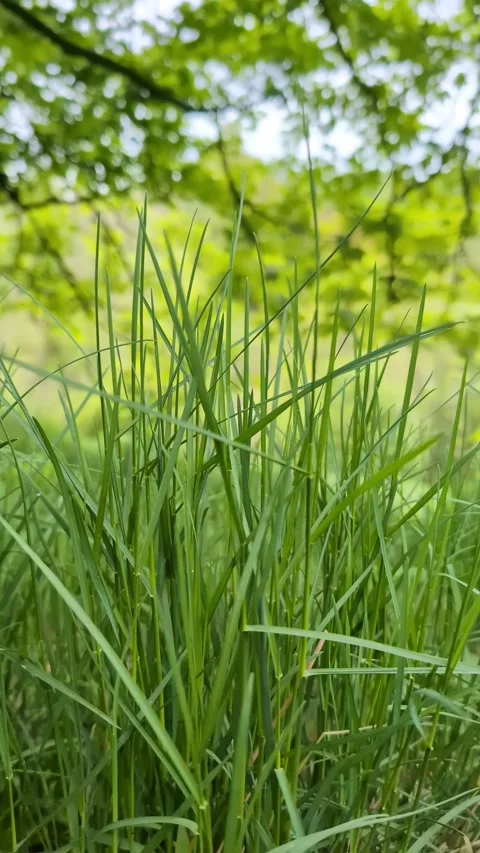 The Beauty of Grass: A Close-Up View Vidéo 277023764