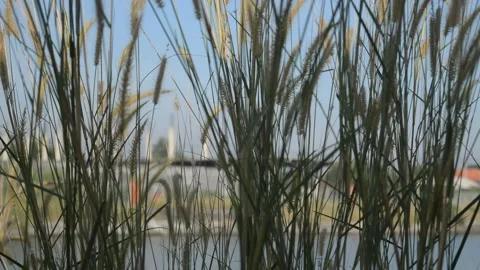 The beauty of the grass in the wind Stock Footage 197586294