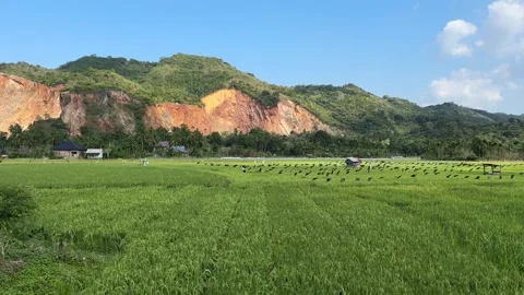 Beauty green fields 動画素材 264104714