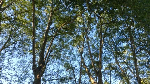 The Beauty of Green Trees Stock Footage 281203489