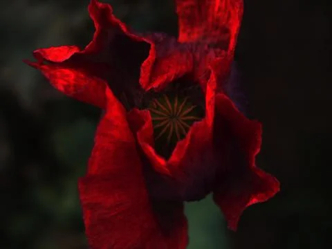The Beauty Head of the Princess of the Reed Weed in her Blooming Majesty Stock Photos