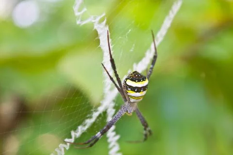 Beauty insect on web in forest Stock Photos