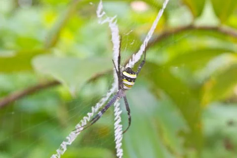 Beauty insect on web in forest Stock Photos