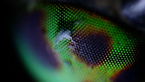 The beauty of the insect world under the microscope. Close-up of a bloodsucking Stock Footage 157333421