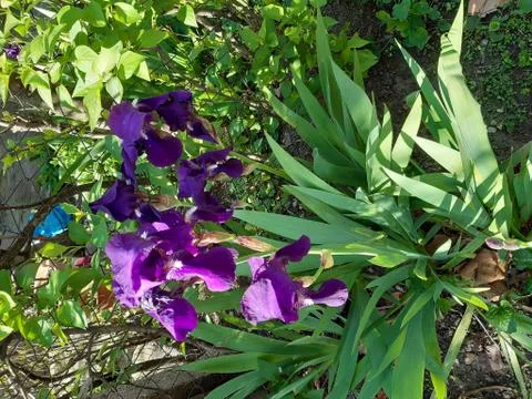 Beauty of Iris Stock Photos