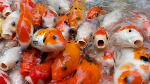The beauty of koi fish Stock Footage 297137336