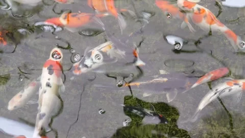 The beauty of koi fish in a pond is a mesmerizing sight Stock Footage 336701247