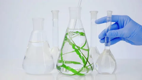 Beauty lab. Laboratory flasks with algae.  Stock Footage 140844464