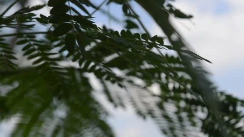 The beauty of leaf movement Stock-Footage 172543295