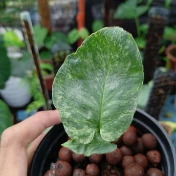 Beauty leaf Stock Photos
