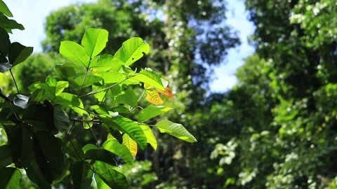 The Beauty of Leaves in Aceh Forest Stock Footage 290888087