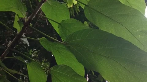 The Beauty of Leaves in Aceh Forest Stock Footage 292477014