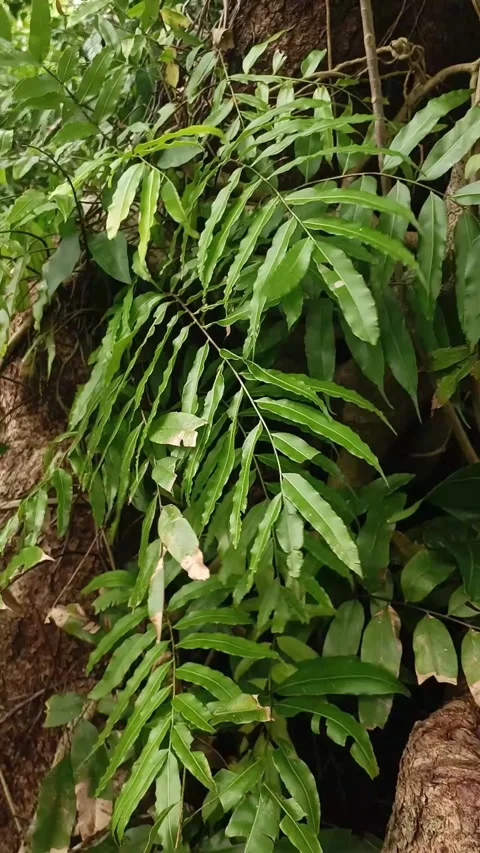 The Beauty of Leaves in Aceh Forest Stock Footage 292641214