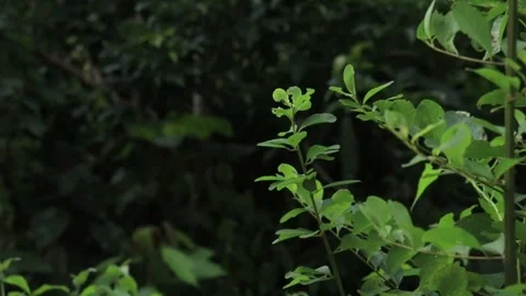 The Beauty of Leaves in Aceh Forest Stock Footage 292899412