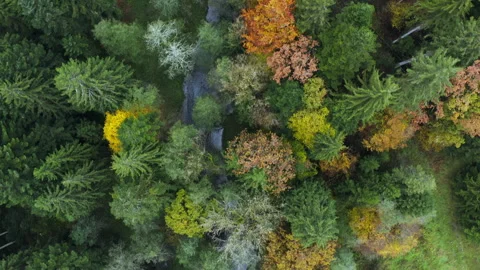 The beauty of the Lein river in forest from above, Baden-Württemberg Stock Footage 274472008
