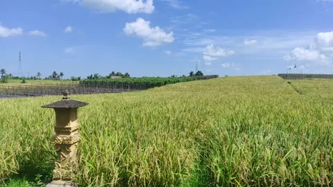 The beauty of the lush rice fields in Tabanan, Bali. Vidéo 245402559
