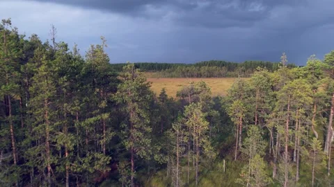 The beauty of the meadows Stockbeeldmateriaal 161433012