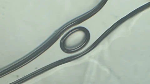 Beauty of microworld. Microscopy of bubble in the vessel. Stock Footage 142877375
