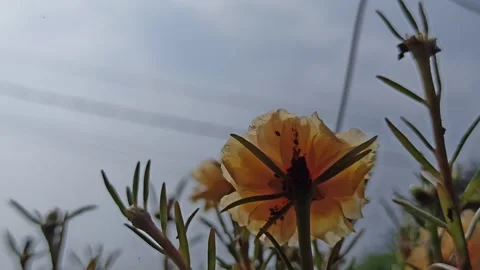 Beauty of moss-rose Vídeo Stock 300942238