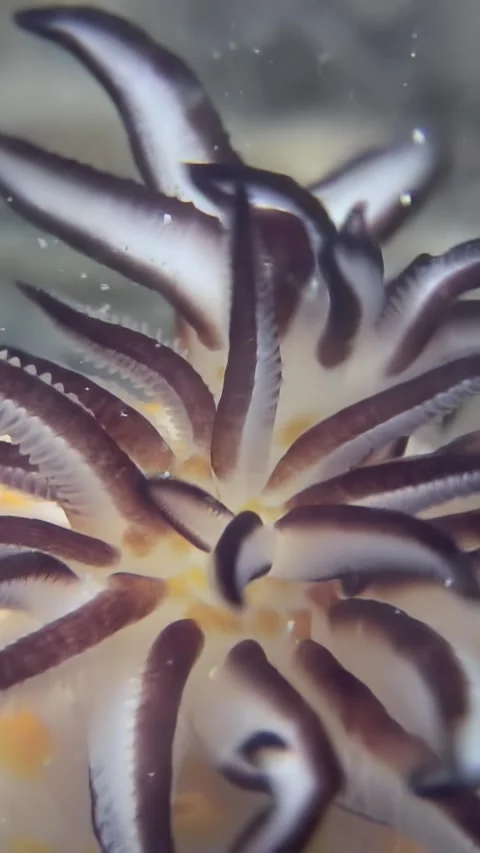 Beauty in motion Stock Footage 312281857